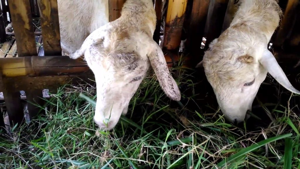 Pakan Terbaik Kambing