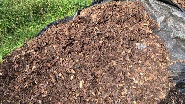 cara membuat pupuk organik dari daun