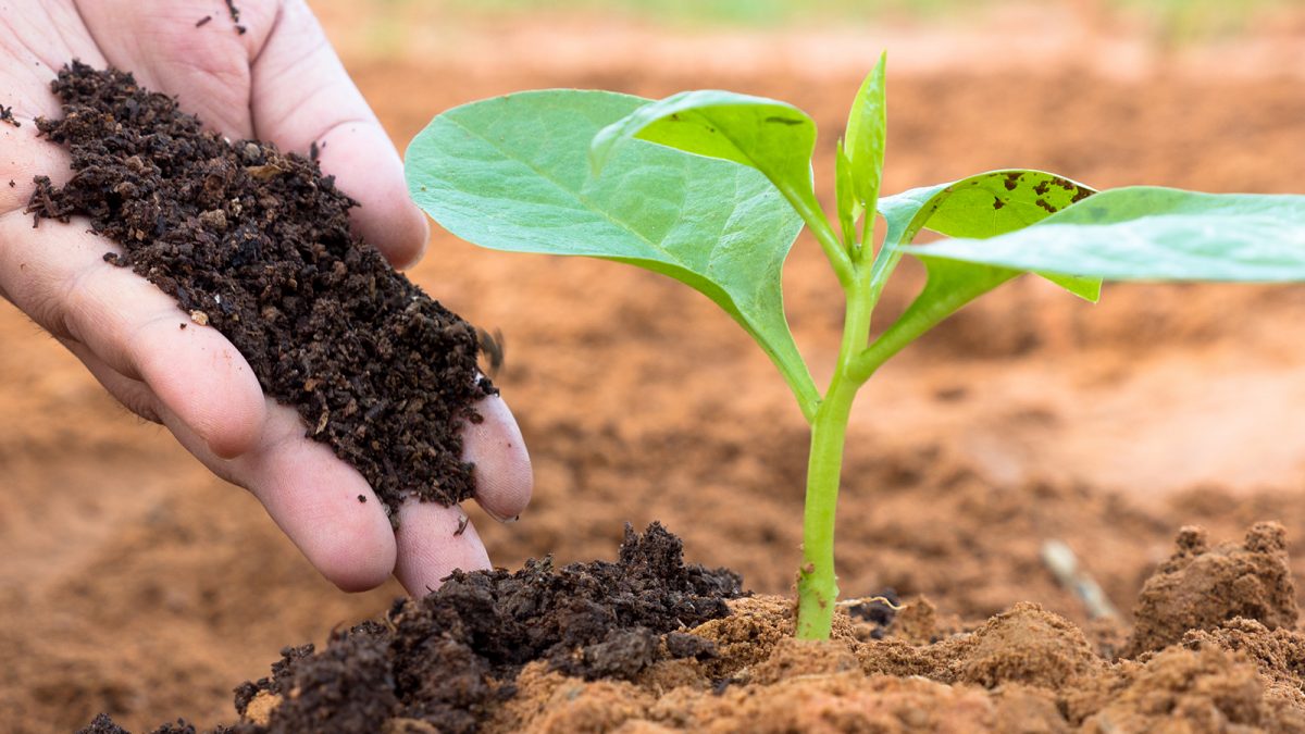 cara membuat pupuk organik dari daun