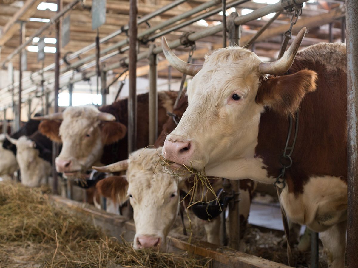 jenis jenis sapi potong