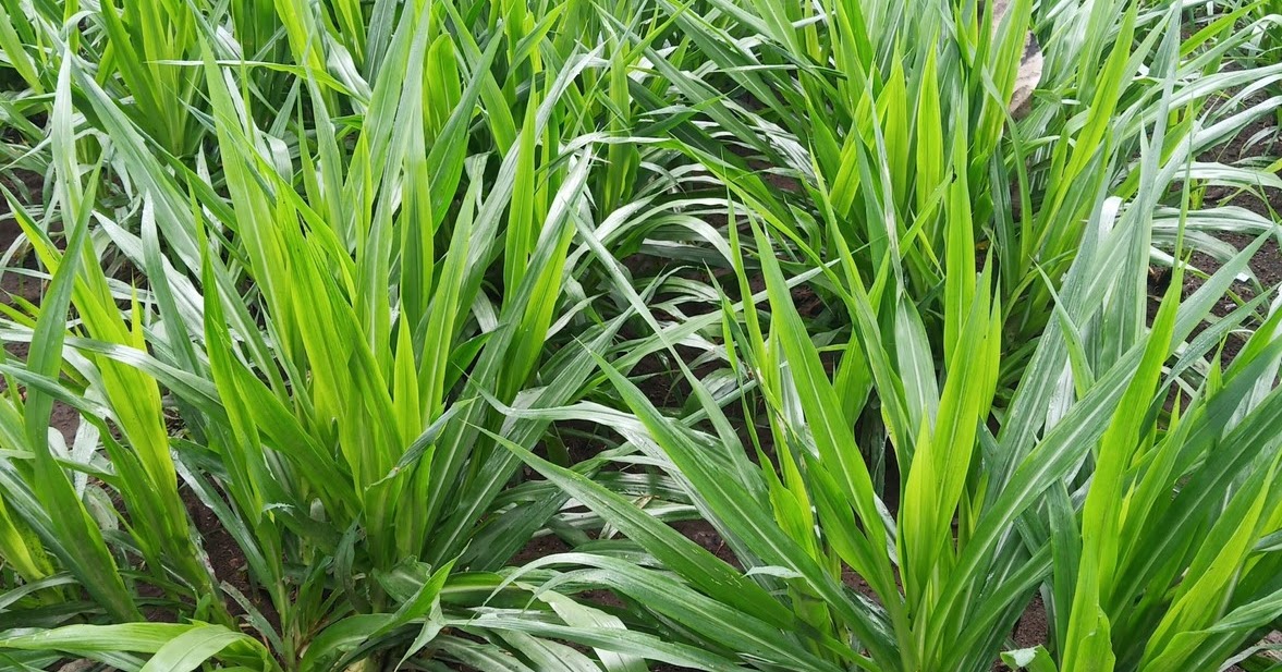 jenis rumput pakan ternak