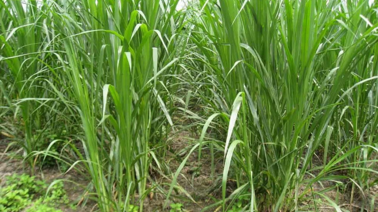 jenis rumput pakan ternak