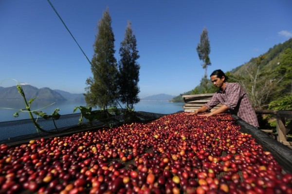 petani dapat menjual biji kopi langsung ke pengecer atau pedagang lokal di daerah mereka. Ini adalah cara yang paling umum digunakan oleh petani kecil.