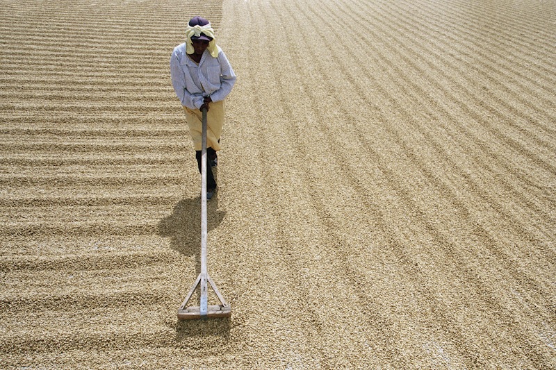 Setelah dipanen, biji kopi harus segera diolah untuk mencegah kerusakan dan menjamin kualitasnya. Salah satu tahapan penting dalam pengolahan kopi adalah pengeringan dan penyimpanan biji kopi.