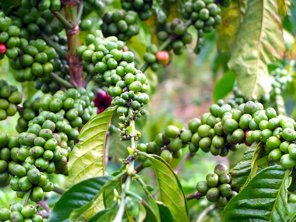 jenis biji kopi