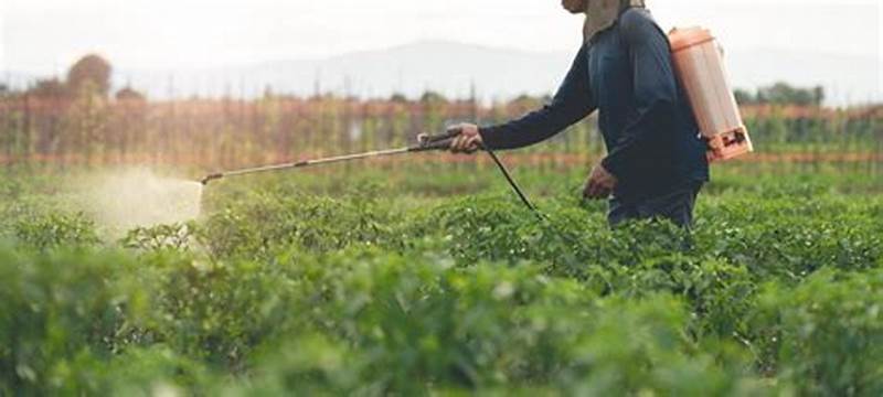 Cara Hilangkan Pestisida pada Sayur