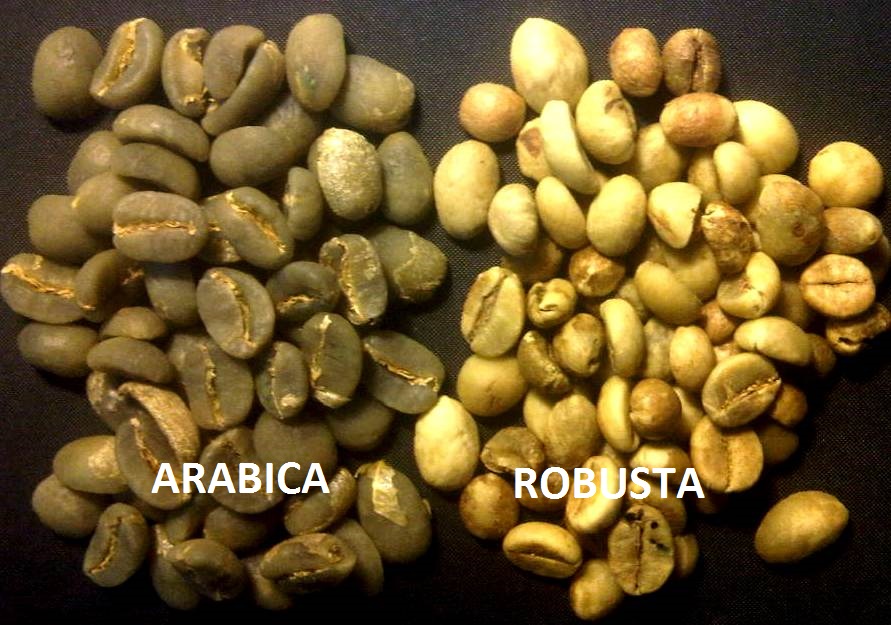 cara-menjadi-barista-pemula