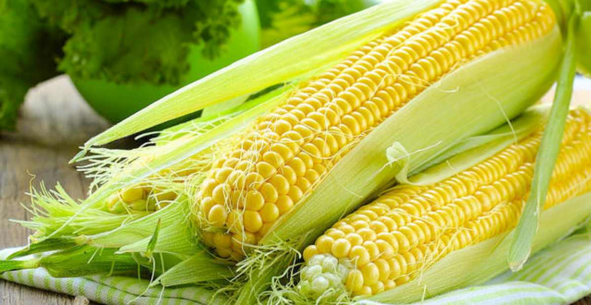 Cara Bisnis Jagung Kering