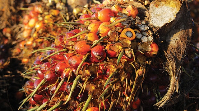 peluang usaha kelapa sawit