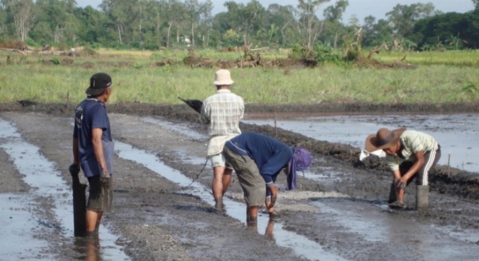 Cara Perawatan Padi Dari Awal Sampai Panen Yang Baik