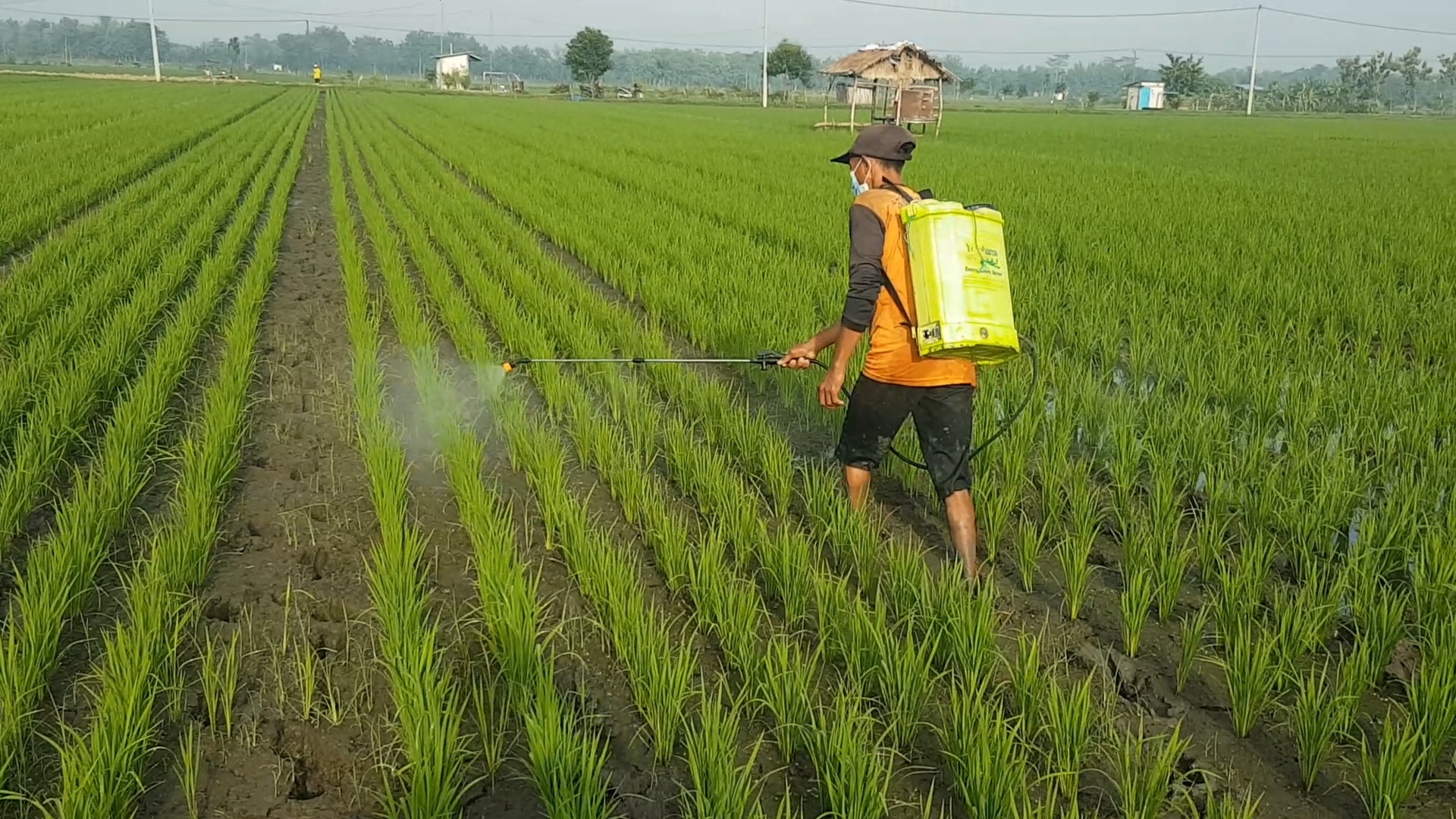 cara perawatan padi dari awal sampai panen 