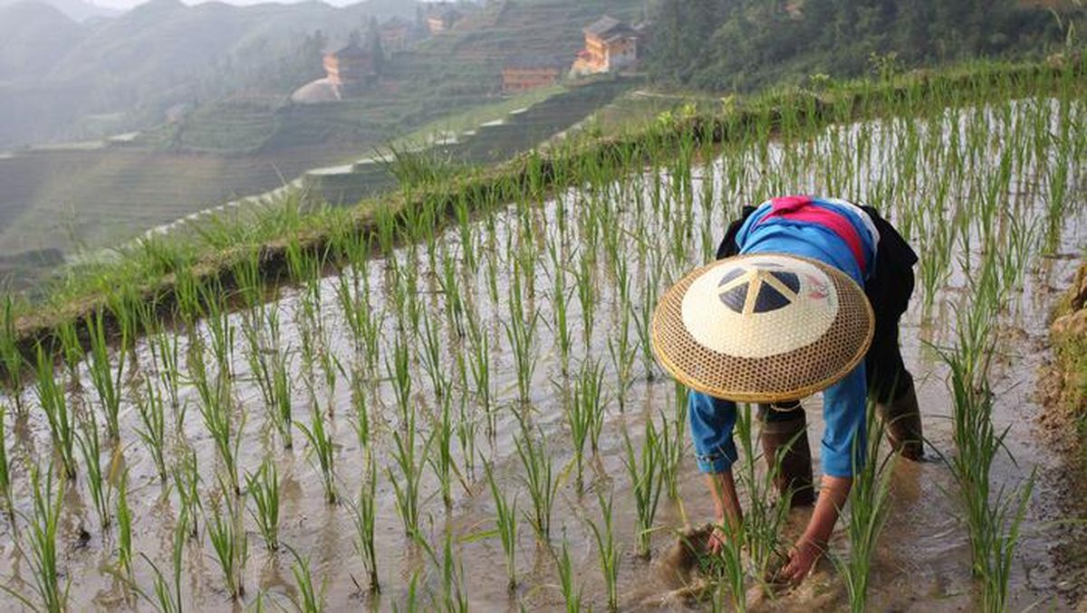 usaha penggilingan padi