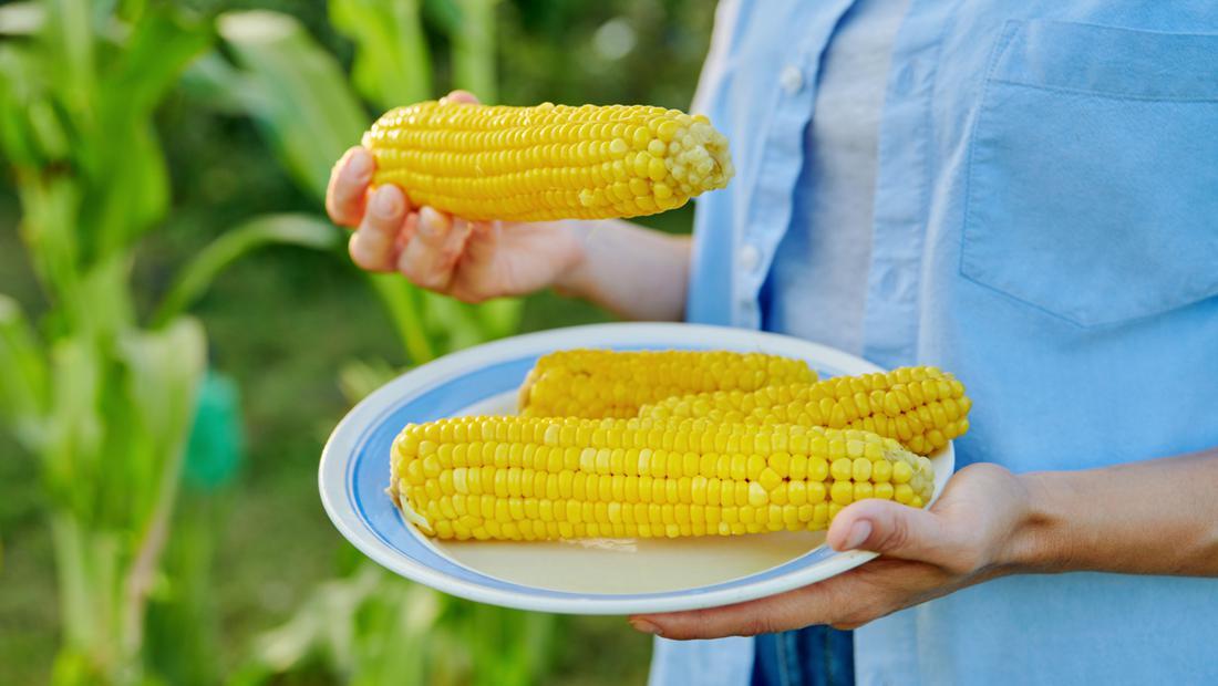 Cara Bisnis Jagung Kering