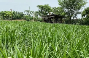 gambar rumput sebagai pakan alami sapi biar cepat gemuk
