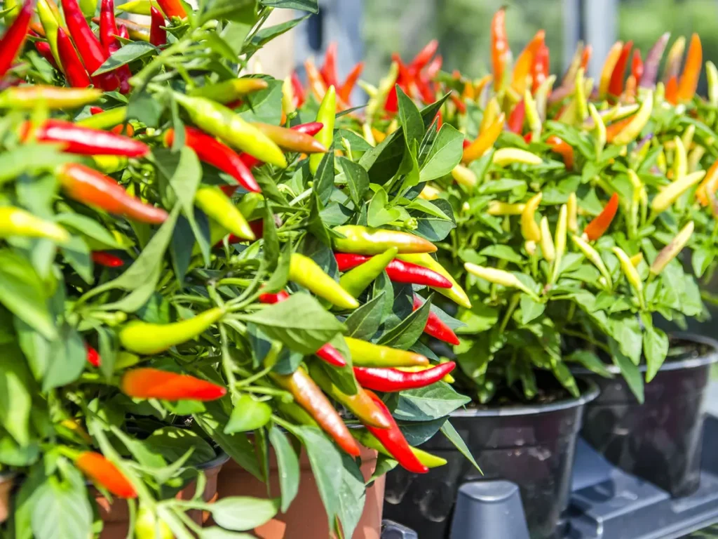 macam macam cabai d indonesia