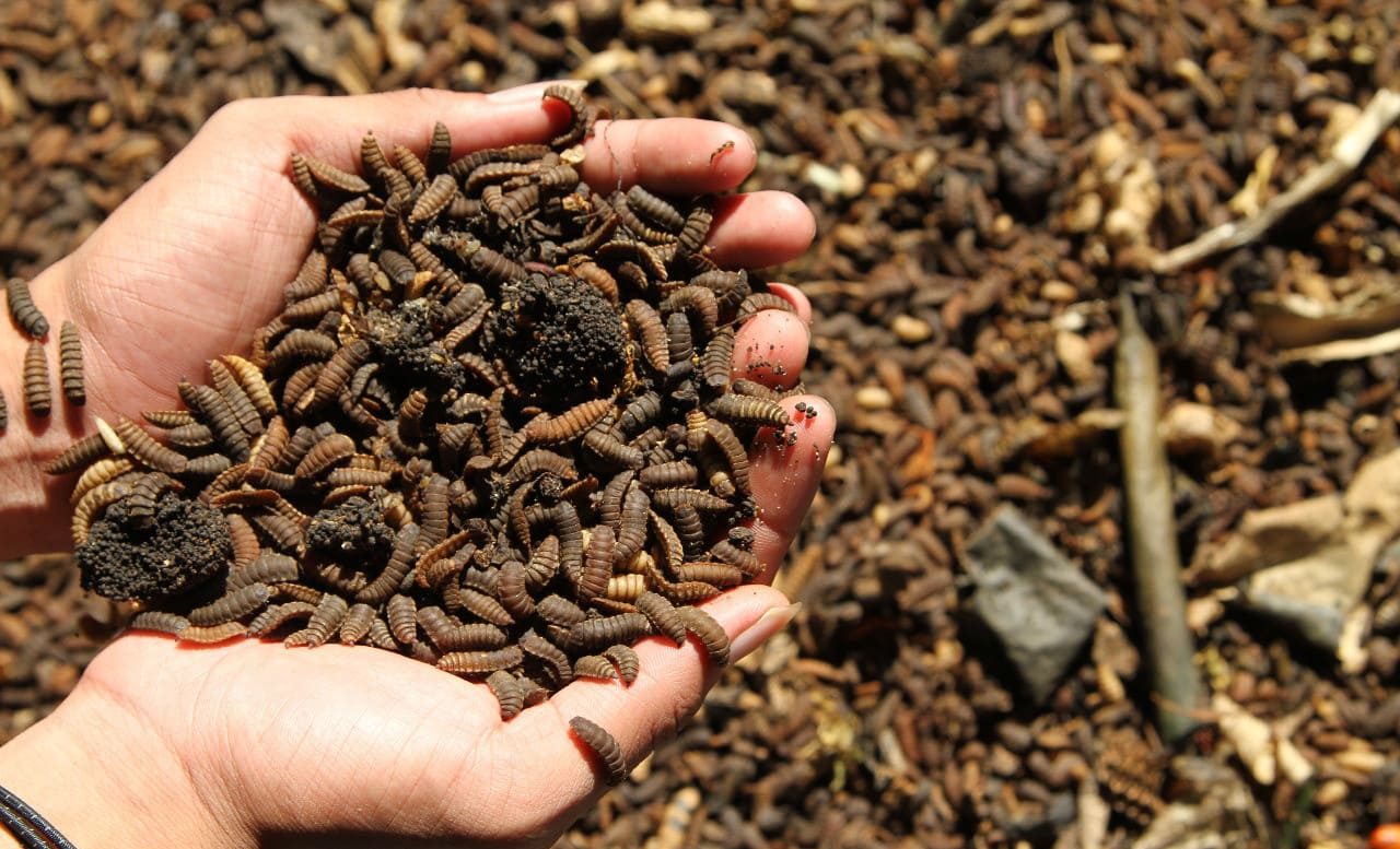 Manfaat Maggot untuk Pakan dan Keuntungannya bagi Peternak