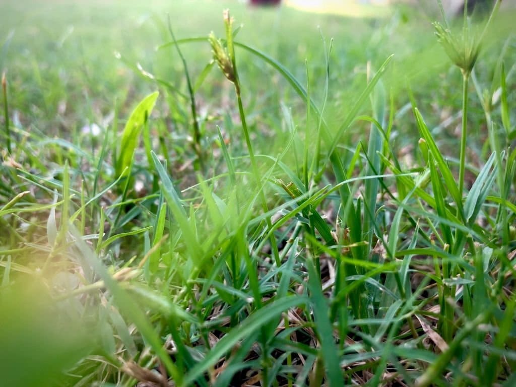 rumput teki