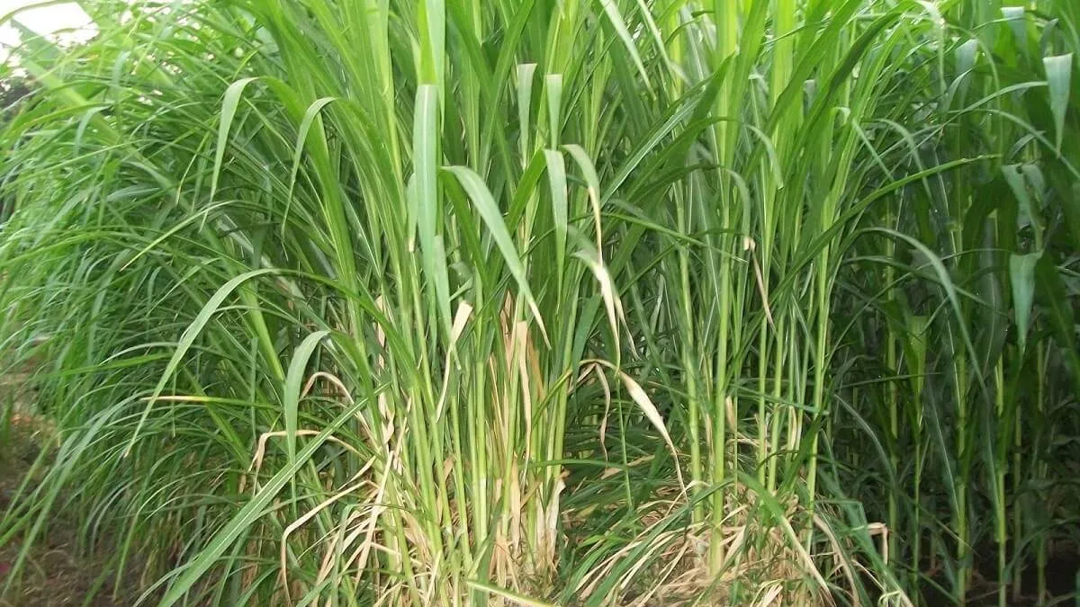 rumput kesukaan kambing gajah