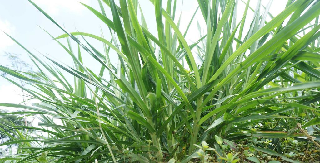 rumput kesukaan kambing