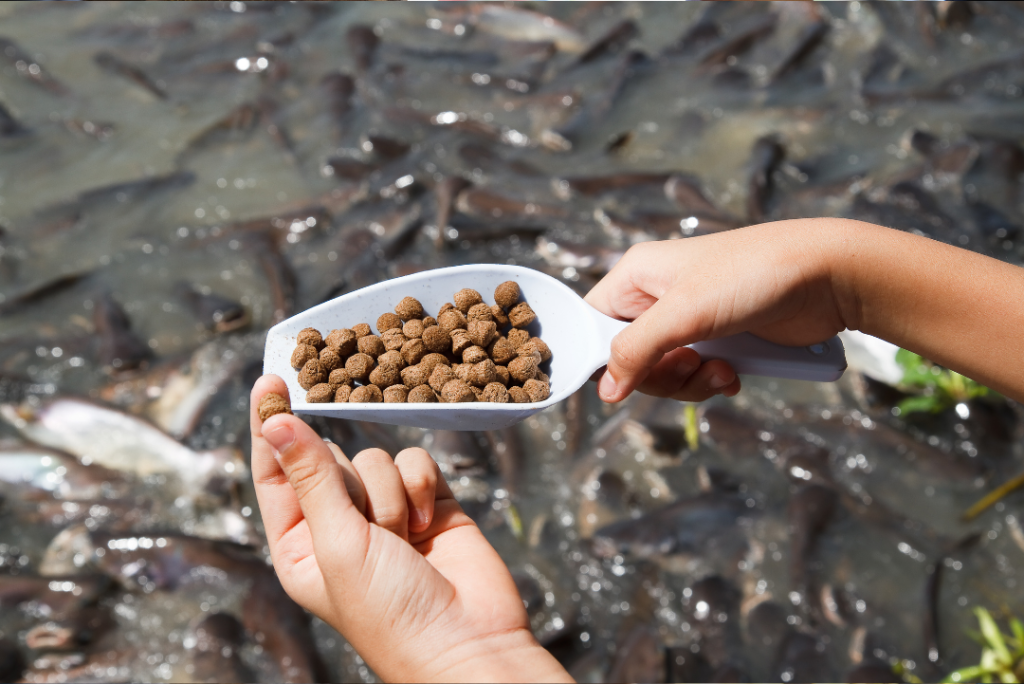 bisnis pakan ikan
