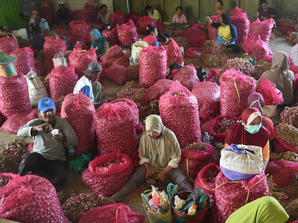 pengamasan bawang merah