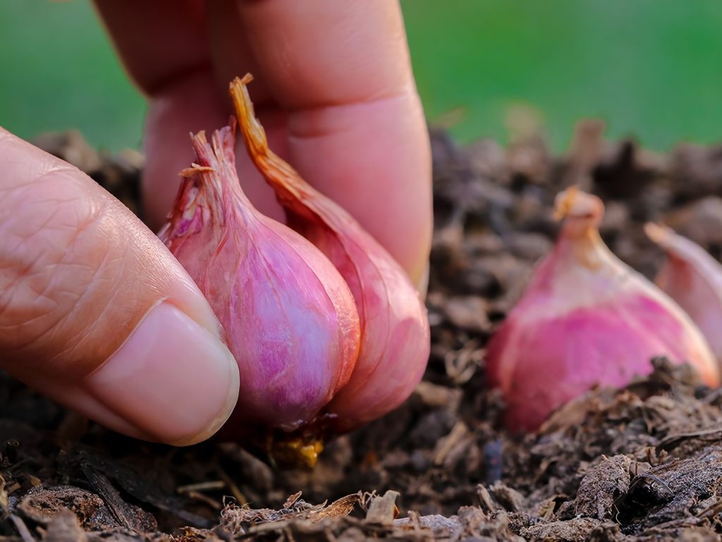 cara menanam bawang merah untuk pemula