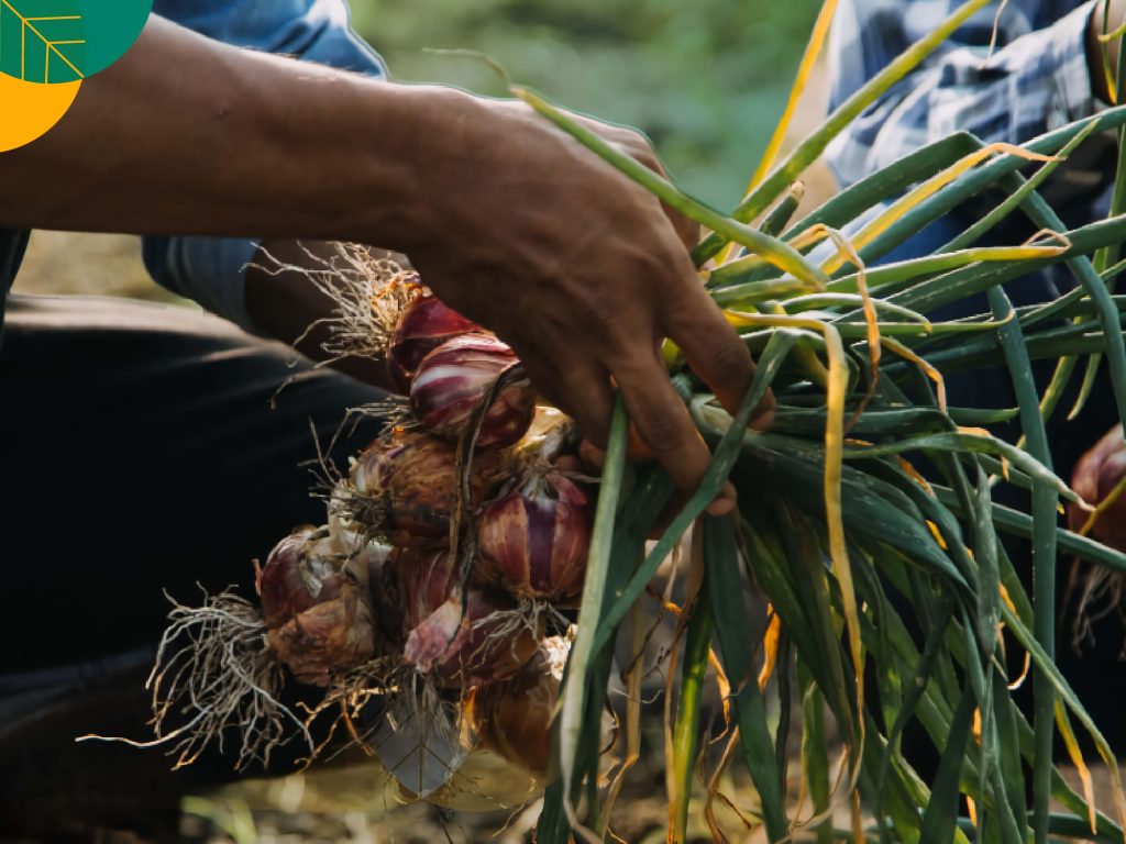 analisis modal bawang merah