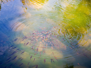 cara membuat pelet ikan