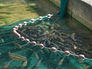 cara membuat pelet ikan