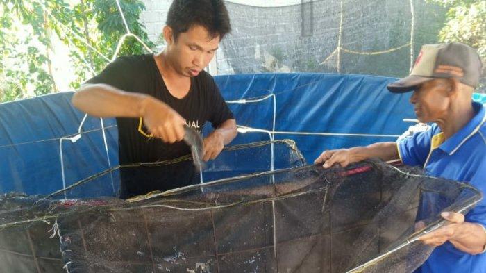 campuran membuat pelet ikan