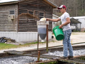 bahan membuat pelet ikan
