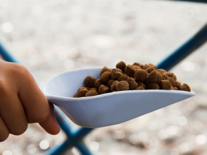 cara membuat pelet ikan