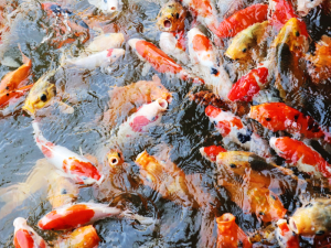 bahan membuat pelet ikan