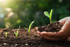 cara bikin kompos dari daun kering