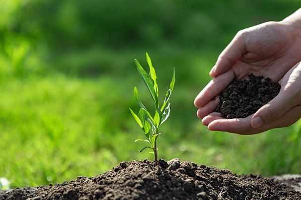 Bisnis Pupuk Organik