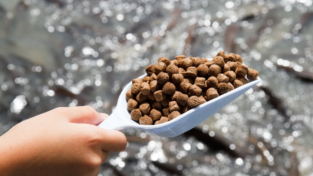 cara membuat pelet tenggelam