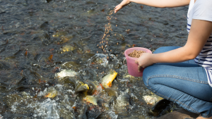 cara membuat pelet tenggelam