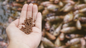 perbedaan pelet singking dan floating