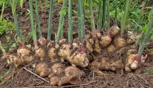 Batang dan Daun Jahe Merah