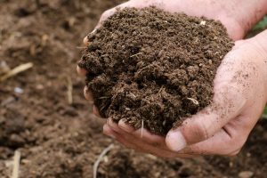 Perbedaan Kompos dan Bokashi