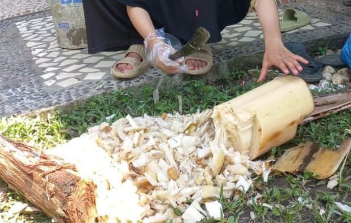 Cara Membuat Kompos Dari Batang Pohon Pisang