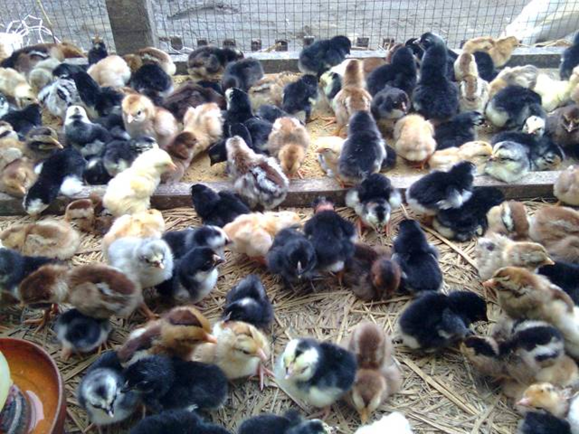 bisnis ayam potong kampung