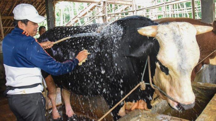 memandikan sapi