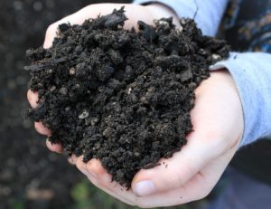 Perbedaan Kompos dan Pupuk Kandang 