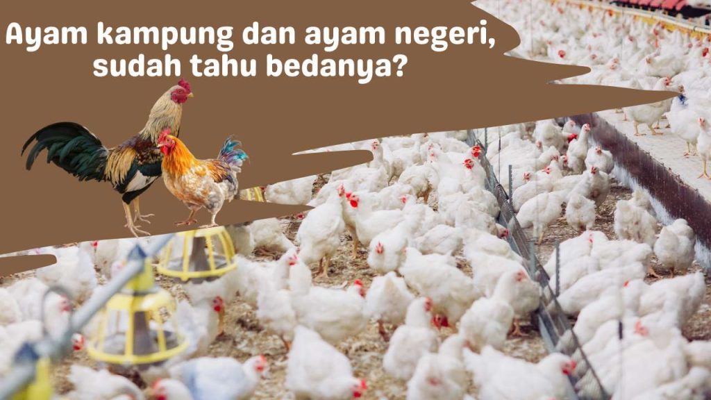 beda ayam kampung dan ayam negri