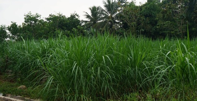 makanan berserat sapi perah