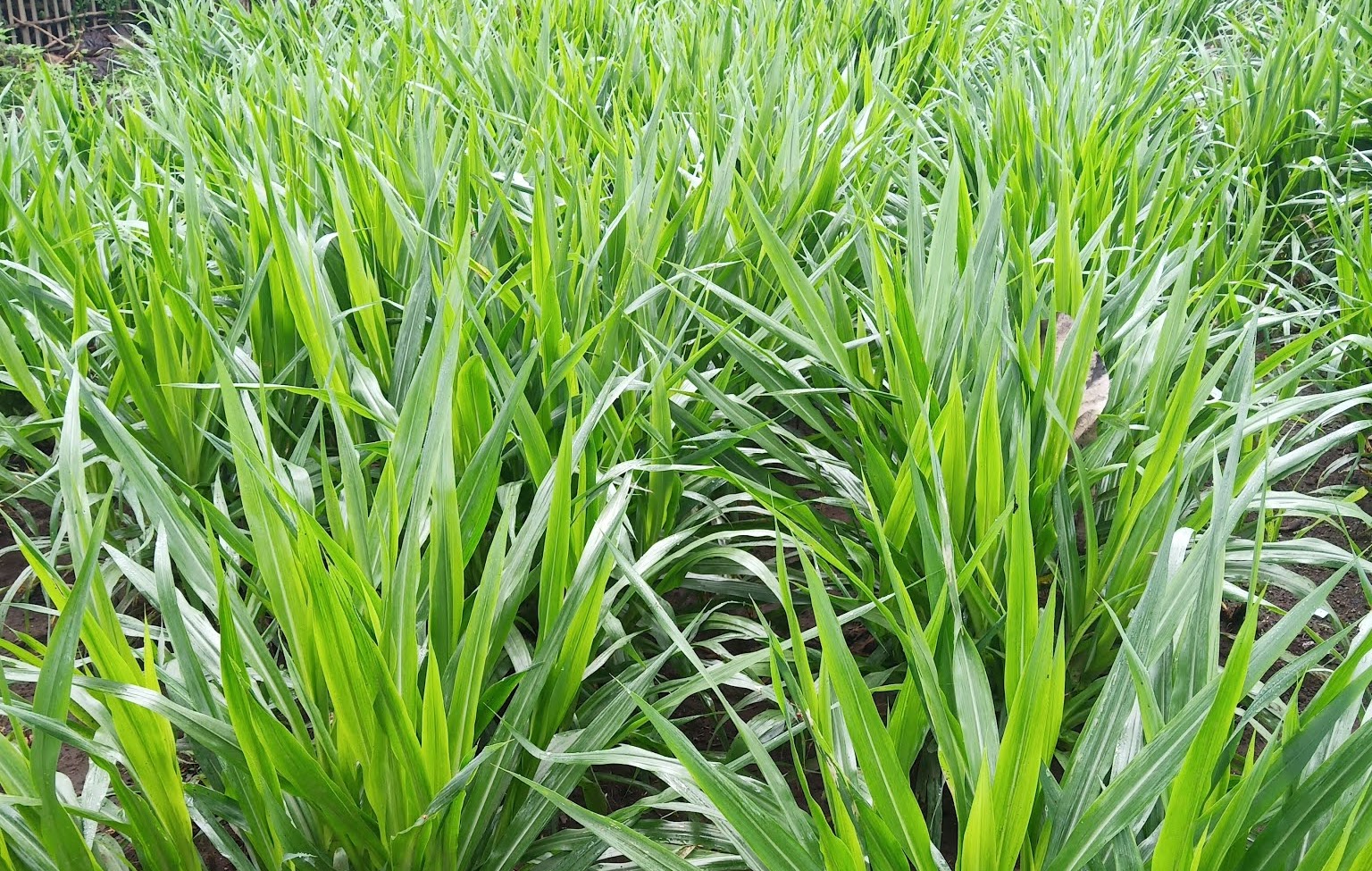 Satu Rumput Jenis Rumput Pakan Ternak Sapi, Untuk Sapi Terbaikmu