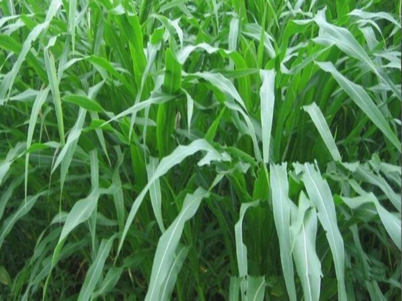 cara menanam rumput gajah