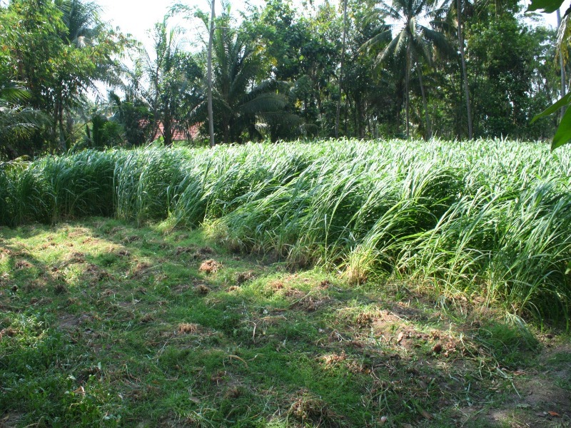 cara menanam rumput gajah