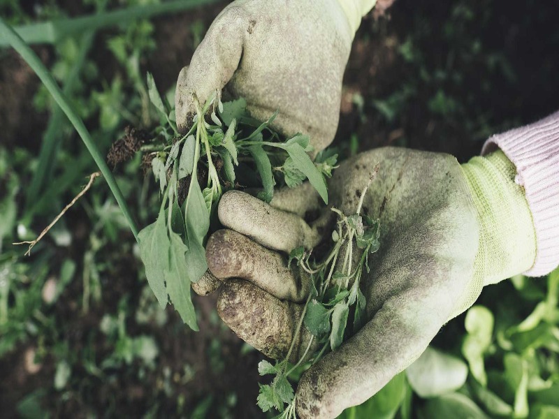 cara menanam rumput gajah
